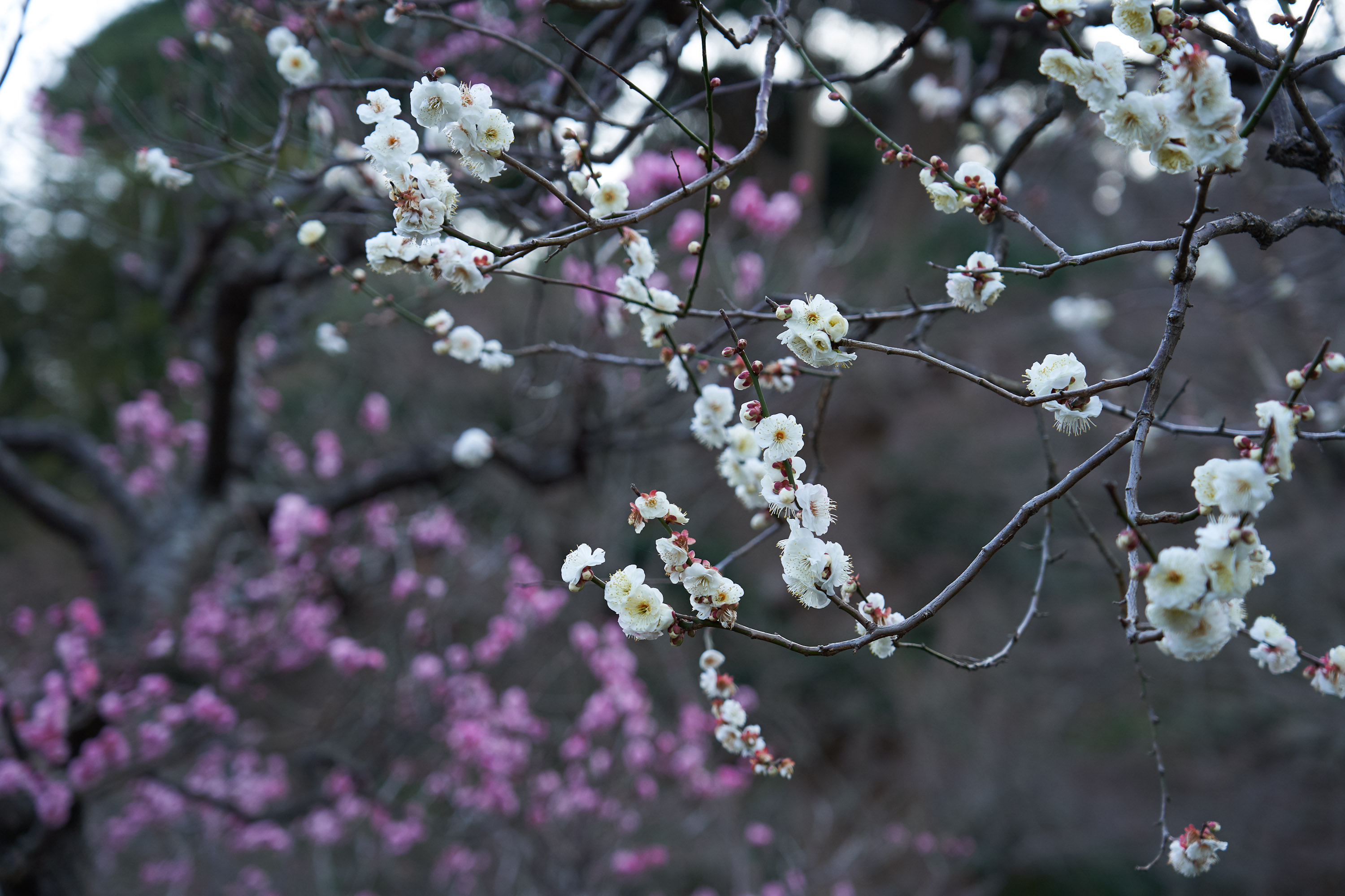 鎌倉の花