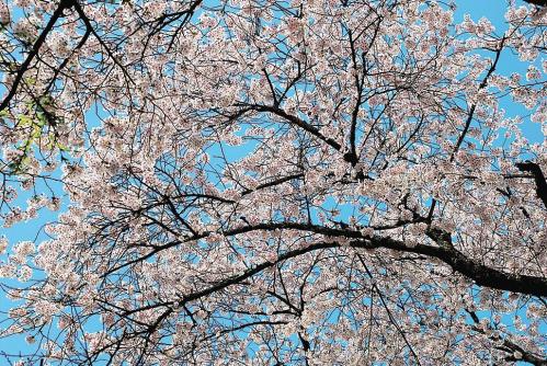 桜のイメージ画像