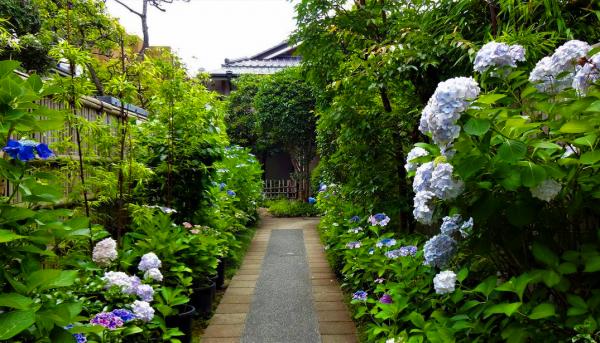 入口から延びるアプローチに咲く紫陽花の写真