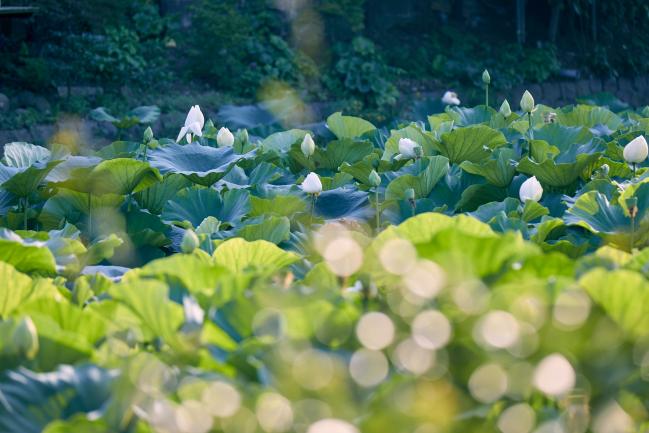 鶴岡八幡宮の写真２