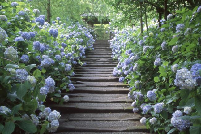 鎌倉紫陽花スポットあ明月院