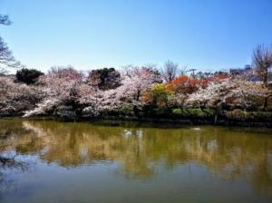 鶴岡八幡宮の写真