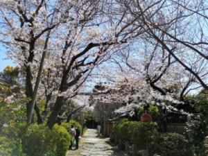 タイトル画像_宝戒寺の桜の写真