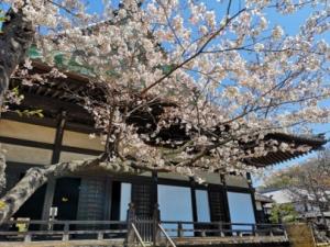宝戒寺の桜の写真１