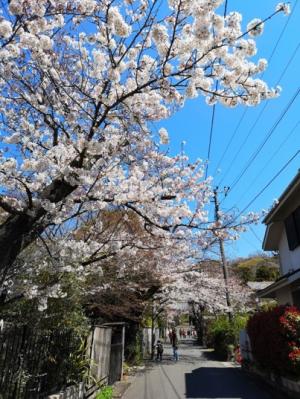 浄妙寺の桜の写真