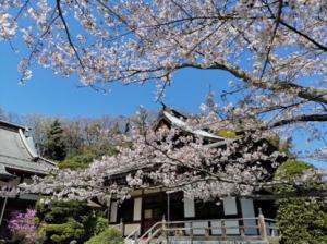 報国寺の桜の写真