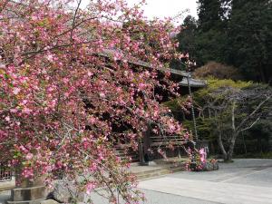 妙本寺のカイドウの写真