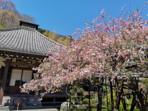 光則寺のカイドウの写真