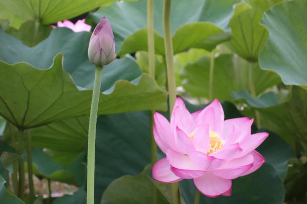 蓮の花の写真