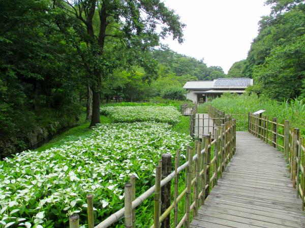 鎌倉中央公園の写真