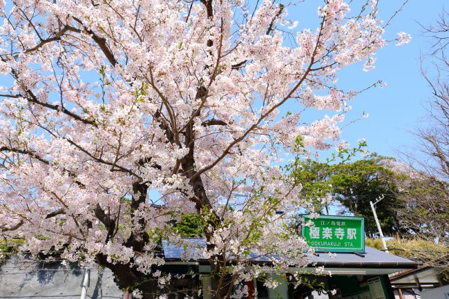 桜と江ノ電の写真