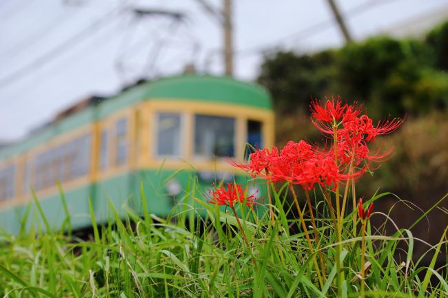 沿線の秋の花スポットのイメージ写真