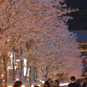 若宮大路のサムネイル画像