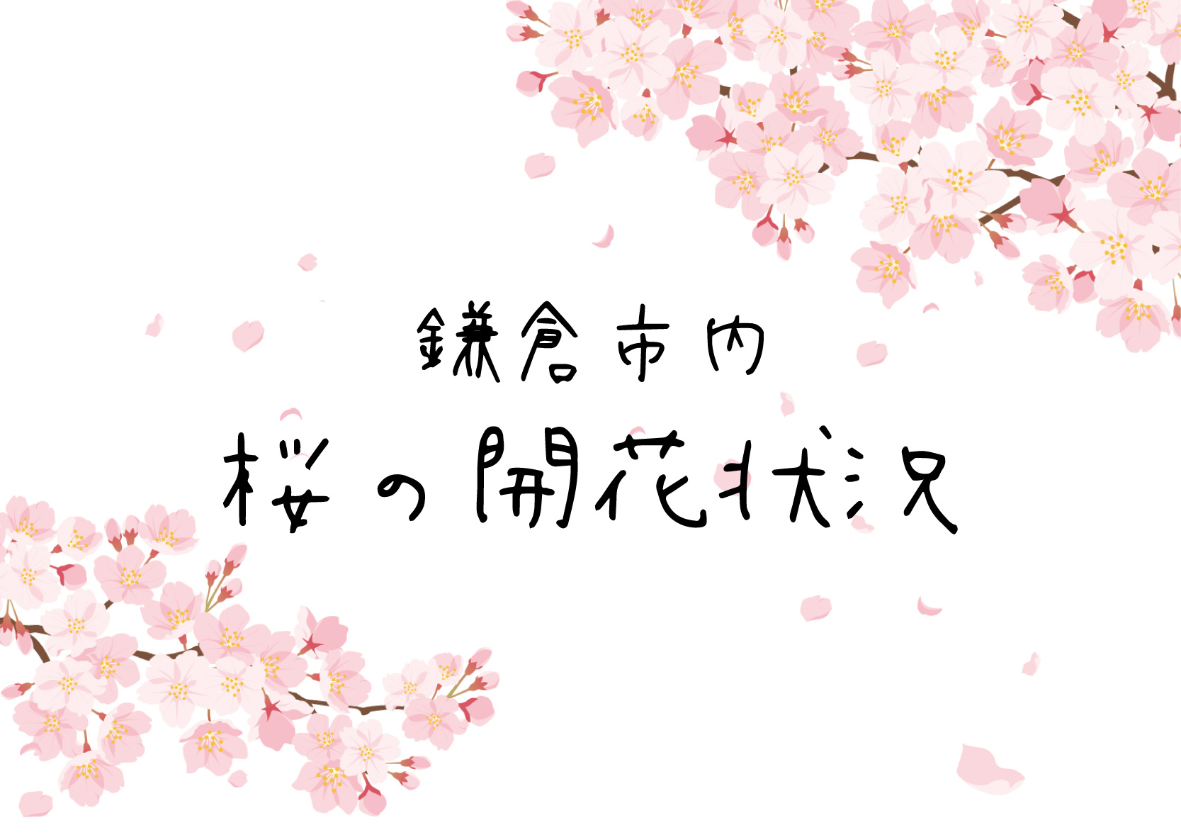 鎌倉市内　桜の開花状況