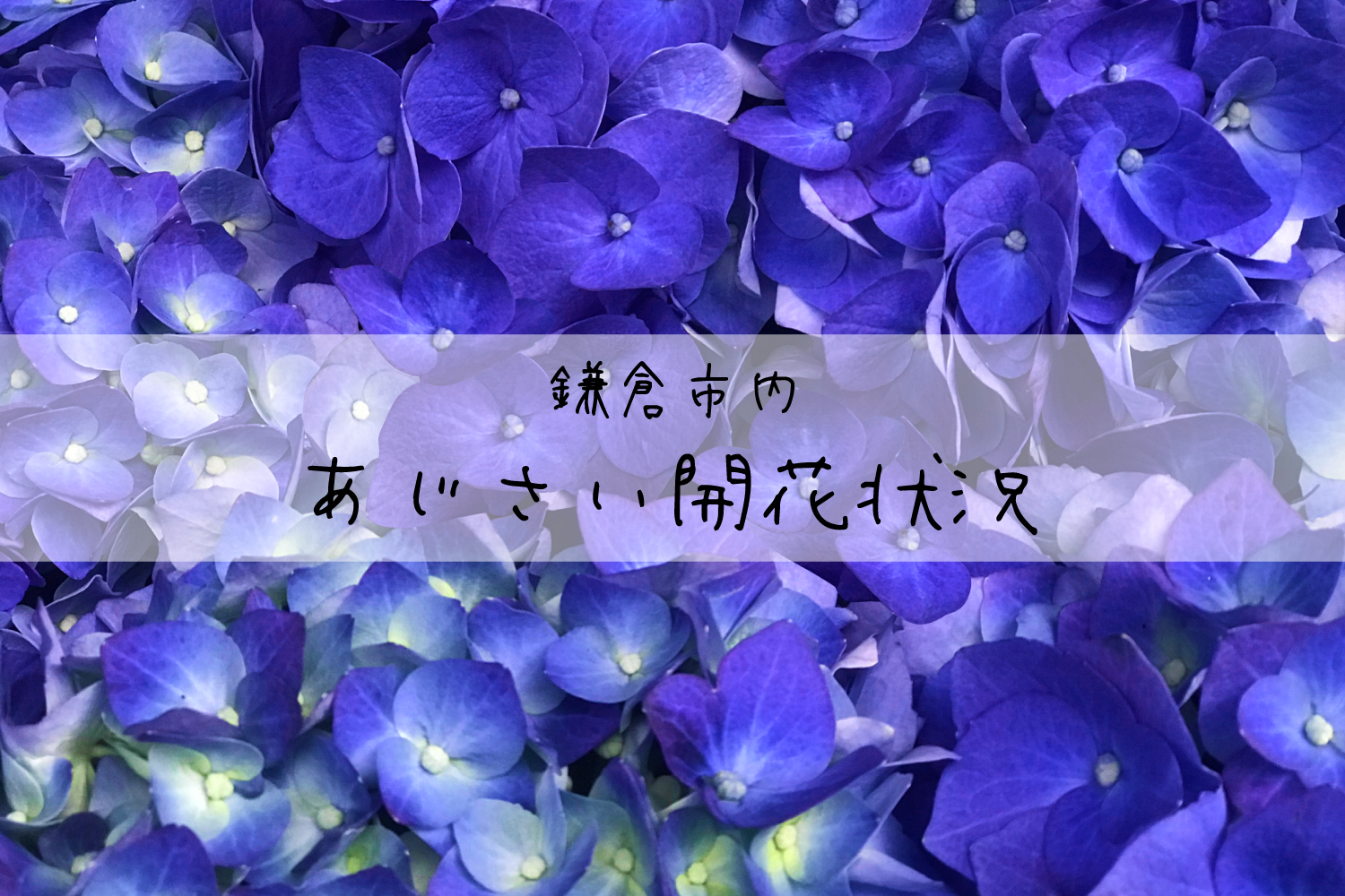 あじさい開花状況