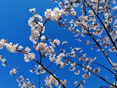 タイトル画像＿段葛の桜の写真